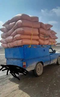 کاه گندم