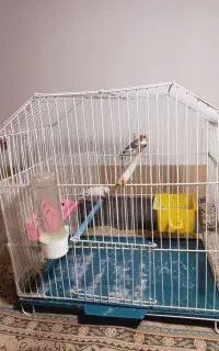 فنچ زبرا جفت نرو ماده