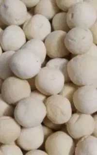 کشک گوسفندی