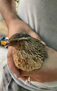 بلدرچین نر