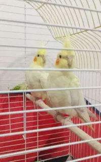 عروس هلندی