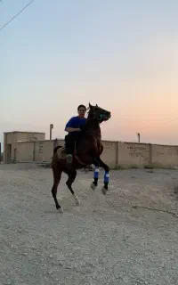 اسب سیلمی