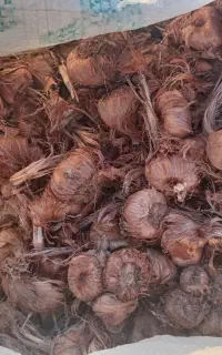 پیاز زعفران درجه یک