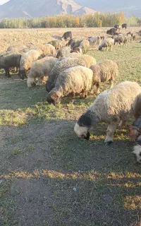 فروش گله
