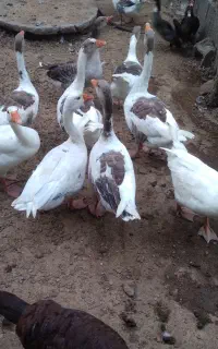 غاز سالم سرحال وزن بالا برای سر بریدن یا نگهداری
