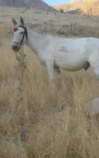 قاطر