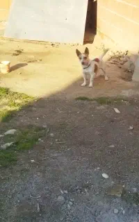 سگ پاکوتاه نژاد جک راسل