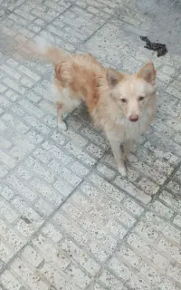 واگذاری رایگان