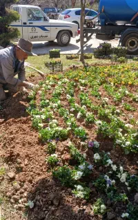 سم پاشی درخت کاری حرس گل کاری