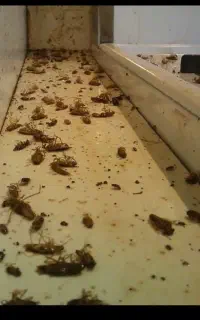 سمپاشی حشرات 100%تضمینی کل حشرات موزی ساس سوسک بید