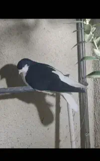 جفت چپ بدرنگ