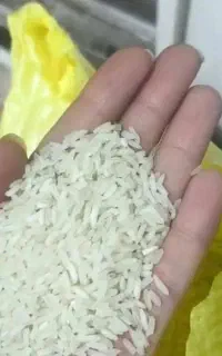 برنج چمپا