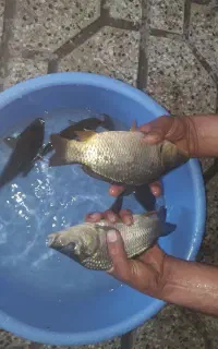 بچّه ماهی کپور و آمور و غیره..