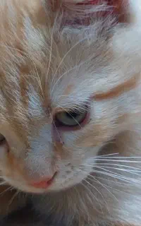 گربه