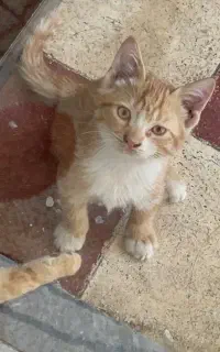 بچه گربه