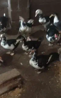 فروش اردک اسرائیلی