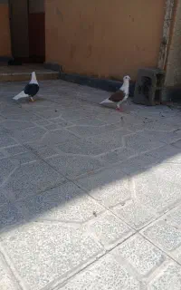 دوکت