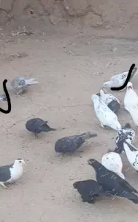 کبوتر