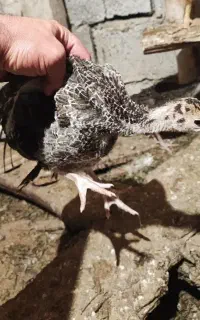 جوجه بوقلمون ۴۵ روزه