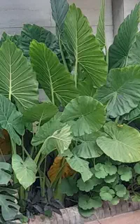 گل بابا آدم