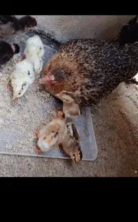 جوجه محلی لنده