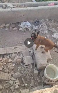 واگذاری مالینویز ماده نگهبان