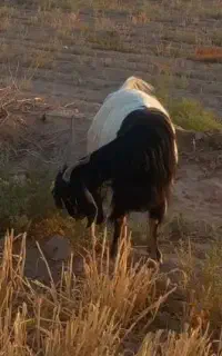 بز چاق کردی