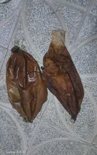 پوست ماست
