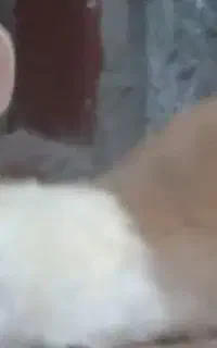 خرگوش