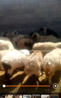 میش عراقی آبستن