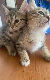 واگذاری بچه گربه ناناز