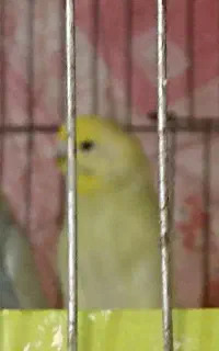 مرغ عشق ریمبو نر و ماده سرحال