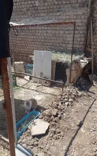 خرگوش یک ماهه