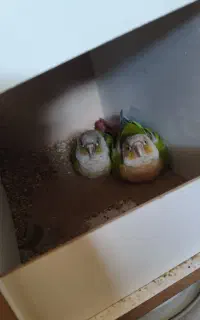 گرینچیک روتخم