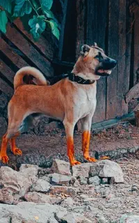 سگ گله .شکار. خوک زنی