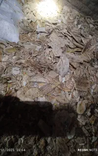 نان خشک