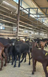 اصیل درجه ۱ وارداتی بز مورسیا