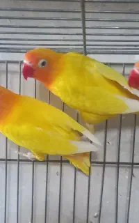 کوتوله‌های ۴ ماهه