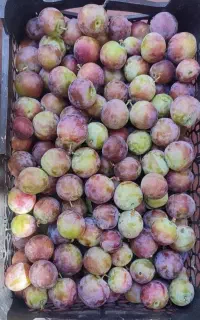 فروش آلوهای بسیار مرغوب و تازه برای آلوچه