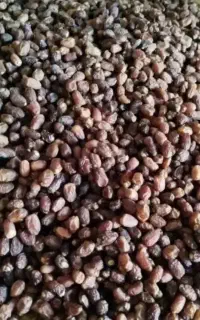 خرما گوسفندی