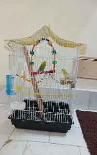 مرغ عشق با قفس