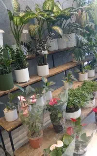 تعویض گل و گلدون در منزل