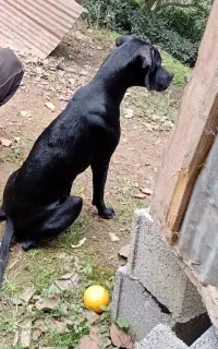 واگذاری توله انگلیسی ماده