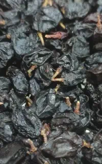 کشمش مویز