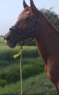 اسب