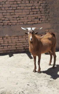نربز سانن