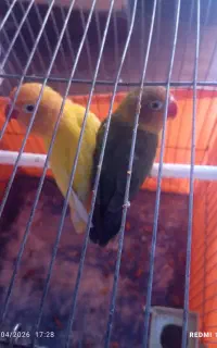 طوطی برزیلی دستی