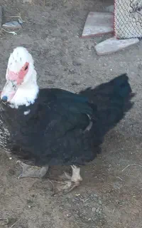 اردک اسراییلی ماده