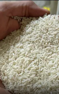 برنج پر محصول تناژ و عمده هاشمی کیلویی 180تومان