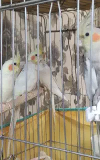 عروس هلندی